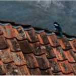 5 Signs That Birds are Nesting in Your Roof