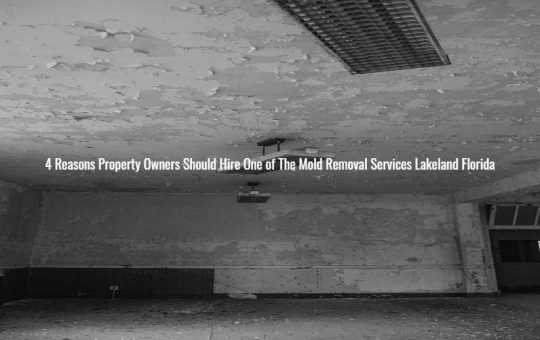 4 Reasons Property Owners Should Hire One of The Mold Removal Services Lakeland Florida