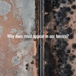 Why does mold appear in our homes?