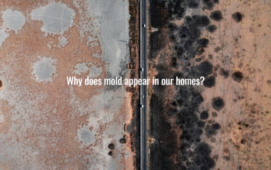 Why does mold appear in our homes?