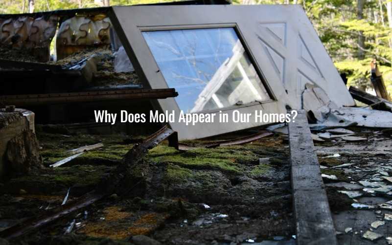 Why Does Mold Appear in Our Homes?