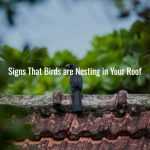 Signs That Birds are Nesting in Your Roof