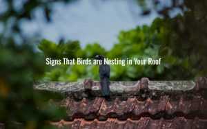 Signs That Birds are Nesting in Your Roof